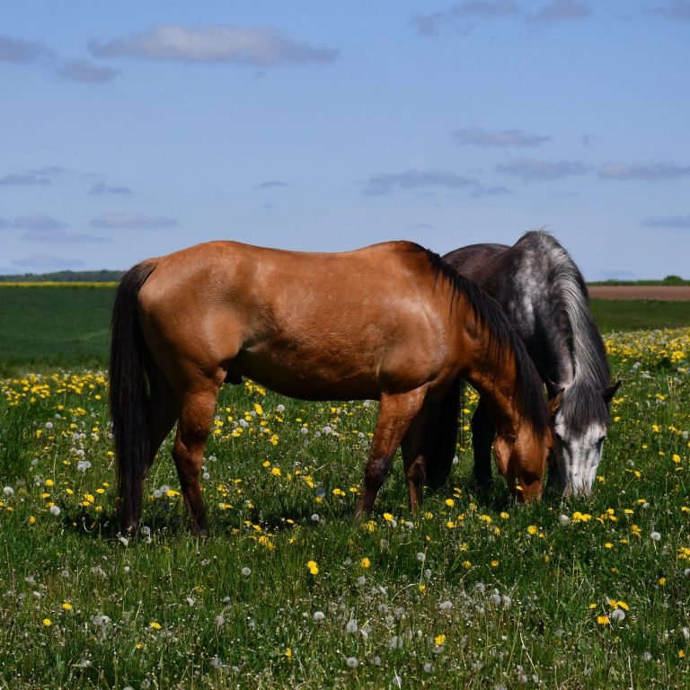 Zwei Pferde grasen auf einer Wiese mit gelben Blumen unter blauem Himmel